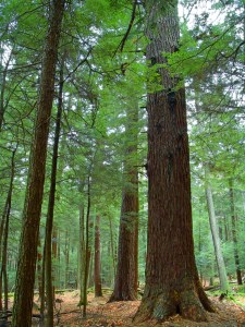 Old growth primary forest