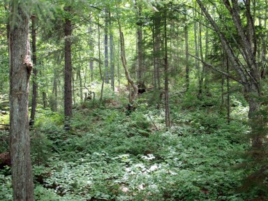 young secondary forest